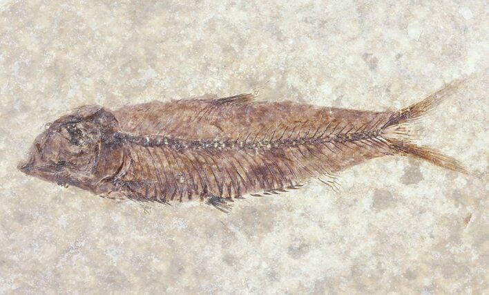 Knightia Fossil Fish - Wyoming #60889